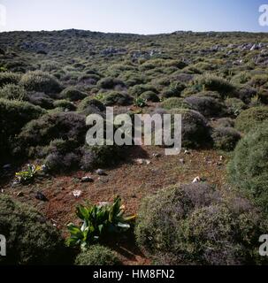 Plants in the Minoan peak sanctuary area on the Patela of Prinias plateau, Crete, Greece. Stock Photo