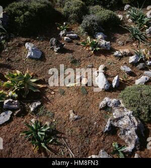 Rocks and plants in the Minoan peak sanctuary area on the Patela of Prinias plateau, Crete, Greece. Stock Photo