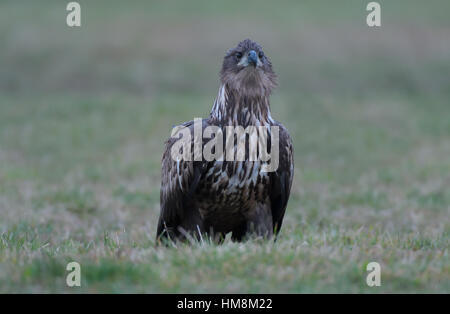 Juvenile White-tailed aka Sea Eagle sitting/standing on a grassy field and looks around at his surroundings. Stock Photo