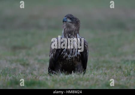 Juvenile White-tailed aka Sea Eagle sitting/standing on a grassy field and looks around at his surroundings. Stock Photo