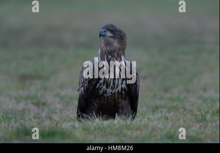 Juvenile White-tailed aka Sea Eagle sitting/standing on a grassy field and looks around at his surroundings. Stock Photo