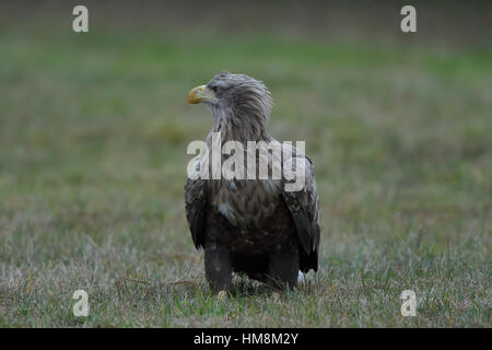Juvenile White-tailed aka Sea Eagle sitting/standing on a grassy field and looks around at his surroundings. Stock Photo