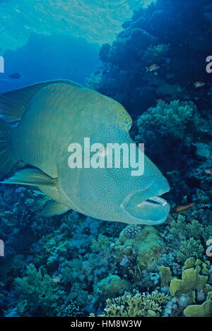 The humphead wrasse (Cheilinus undulatus) is listed as endangered in the IUCN Red List of Threatened Species. Photographed in the Egyptian Red Sea. Stock Photo