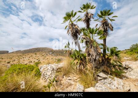 Palmito, Chamaerops humilis, Puig de la Talaia Freda -Puig Morell-, 562m. parque natural de la serra de Llevant, Arta, Majorca, Balearic Islands,
