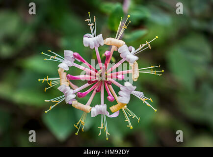 Honeysuckle from above Stock Photo