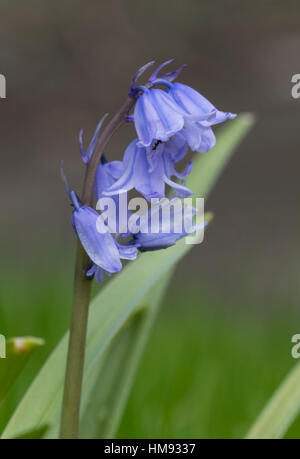 Bluebell Wildflower blooms Stock Photo