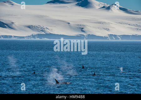 Killer whales (orcas) (Orcinus orca) hunting, Weddell, Sea, Antarctica, Polar Regions Stock Photo