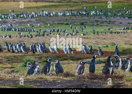 Magellanic penguin (Spheniscus magellanicus) colony, Carcass Island, West Falklands, Falkland Islands, South America Stock Photo