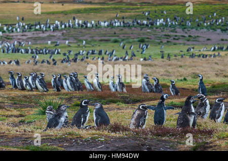 Magellanic penguin (Spheniscus magellanicus) colony, Carcass Island, West Falklands, Falkland Islands, South America