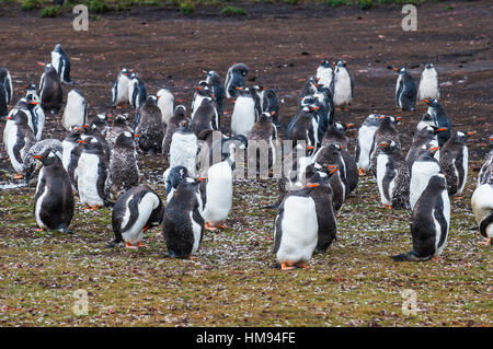 Magellanic penguin (Spheniscus magellanicus) colony, Carcass Island, West Falklands, Falkland Islands, South America Stock Photo