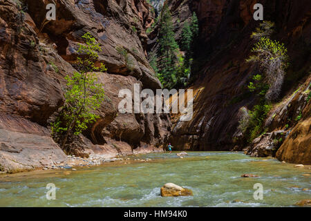 Walking in the Virgin Narrows in Zion National Park, Utah, United States of America, North America Stock Photo