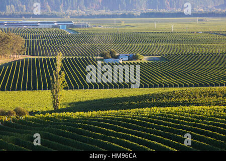 View over typical vineyards in the Wairau Valley, early morning, Renwick, near Blenheim, Marlborough, South Island, New Zealand Stock Photo