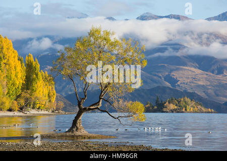 Lone willow tree growing at the edge of Lake Wanaka, autumn, Roys Bay, Wanaka, Queenstown-Lakes district, Otago, New Zealand Stock Photo