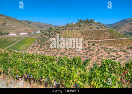 Vineyards, Quinta do Crasto, Alto Douro Wine Valley, Portugal Stock Photo