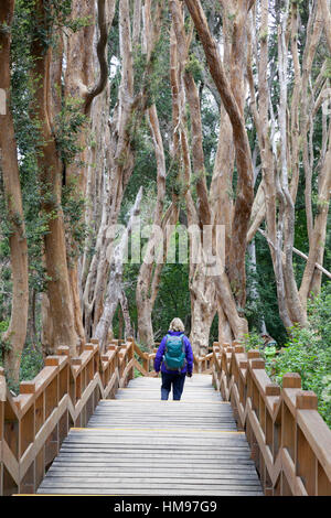 Arrayan trees in Parque Nacional Los Arrayanes, Villa La Angostura, Nahuel Huapi National Park, The Lake District, Argentina Stock Photo