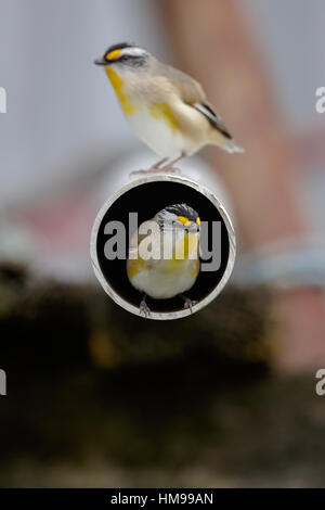 Striated Pardalote at its nest in an old pipe Stock Photo