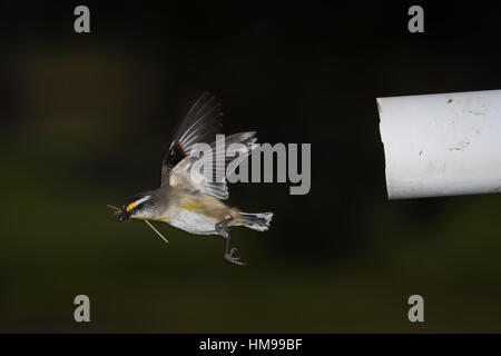 Striated Pardalote flying into its nest in an old pipe Stock Photo