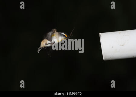 Striated Pardalote flying into its nest in an old pipe Stock Photo