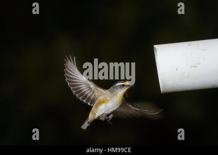 Striated Pardalote flying into its nest in an old pipe Stock Photo