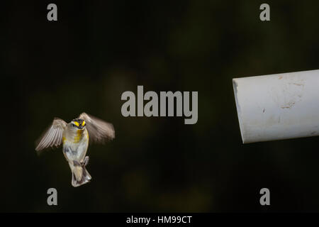 Striated Pardalote flying into its nest in an old pipe Stock Photo