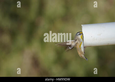 Striated Pardalote flying into its nest in an old pipe Stock Photo