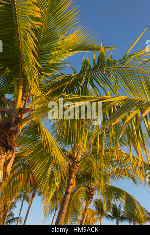 TOPS OF PALM TREES  MATHESON HAMMOCK COUNTY PARK MIAMI FLORIDA USA Stock Photo