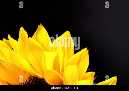 Bright sunflower close up on black background Stock Photo
