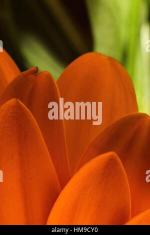 Orange gerber petals on a dark background Stock Photo