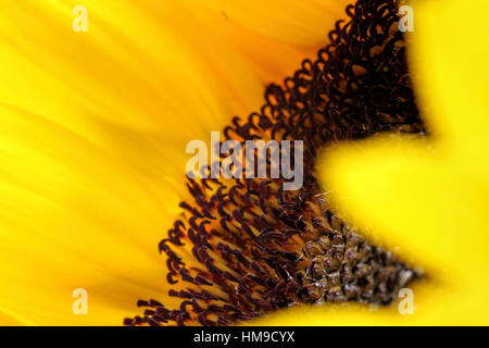 Bright sunflower close up on no  background Stock Photo