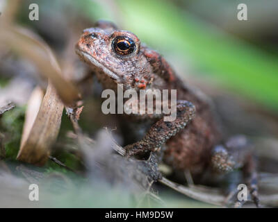 Juvenile toad in Gosforth Park Nature Reserve, North Tyneside, England Stock Photo