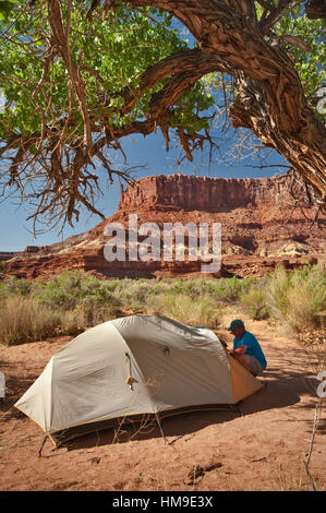 Campsite under cottonwood tree, Potato Bottom Camp, Bighorn Mesa in ...