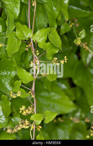 Gewöhnliche Schmerzwurz, Blüten, Tamus communis, Black Bryony Stock Photo