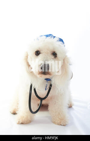 white poodle doctor with stethoscope isolated on background Stock Photo