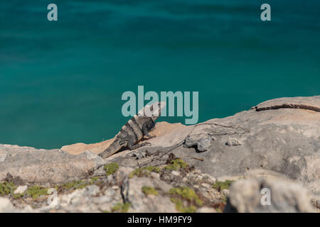 An Iguana suns himself on a cliff next to the ocean on Isla Mujeres, Mexico. Stock Photo