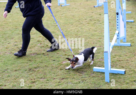 Beth, the Duchess Of Cornwall's dog competes an agility course during her visit to the Battersea Dogs and Cats Home's centre in Old Windsor. Stock Photo