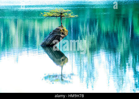 Beautiful Vancouver Island - Wonderful  Fairy Lake 30 years old fir bonsai tree reflection, Port Renfrew 2. Stock Photo