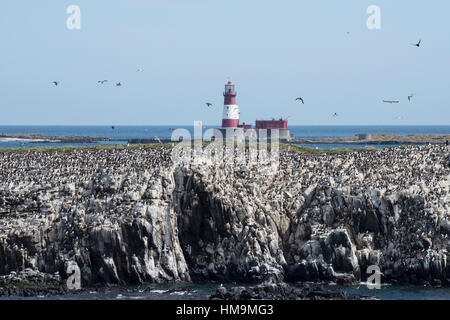 Lighthouse on Brownsman Island, Northumberland Stock Photo