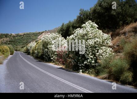 Oleanders (Nerium oleander), Apocynaceae, Crete, Greece. Stock Photo
