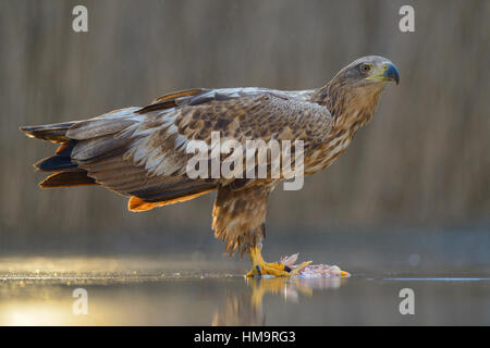 White-tailed eagle (Haliaeetus albicilla) standing on captured fish in shallow water, Kiskunság National Park, Hungary Stock Photo