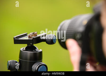 A baby frog sitting on tripod head being picture taken Stock Photo