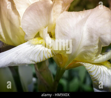 Closeup of the beautiful blossoms of pale yellow iris flowers on a background of garden irises and other flowers. Stock Photo