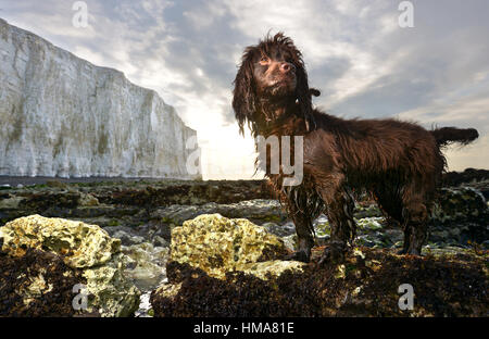 Birling Gap, East Sussex. 2nd February 2017. Wet cocker spaniel, Fudge, at sunrise below the cliffs at Birling Gap, the iconic coastline of Sussex. Credit: Peter Cripps/Alamy Live News Stock Photo