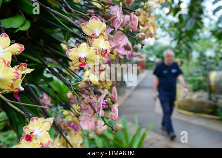 London, UK. 2nd Feb, 2017. A Kew staff member walks by one of the displays in Kew Garden's annual Orchid Festival, which this year celebrates India's vibrant and colourful culture. The festival runs from 4 February to 5 March 2017. Credit: Stephen Chung/Alamy Live News Stock Photo