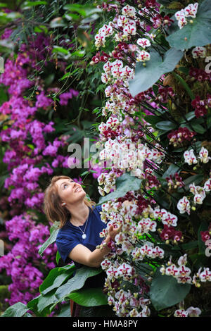 London, UK. 2nd Feb, 2017. Botanical Horticulturist Hannah Button working on a display of phalaenopsis orchids. Press preview of the Kew Gardens 2017 Orchids Festival which opens to the public on Saturday, 4 February in the Princess of Wales Conservatory. The 22nd annual Kew Orchid Festival is a colourful celebration of India's vibrant plants and culture. It took Kew staff and volunteers 1,600 hours to create. 3,600 orchids are on display until 5 March 2017. Credit: Vibrant Pictures/Alamy Live News Stock Photo
