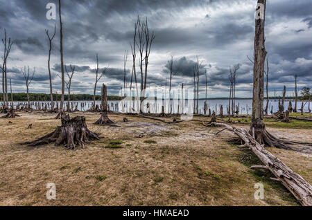 Dead Trees in the forest around a lake with low water levels. This photo depicts drought conditions and Climate Change. Stock Photo