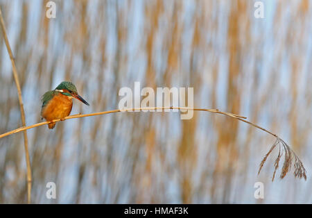 Common kingfisher, Alcedo atthis, sitting on reed waiting for Fish Stock Photo