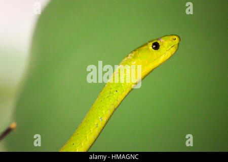 Green mamba head on a branch in a park in Mombasa, Kenya Stock Photo