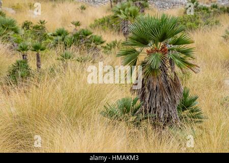 Palmito, Chamaerops humilis, Puig de la Talaia Freda -Puig Morell-, 562m. parque natural de la serra de Llevant, Arta, Majorca, Balearic Islands,
