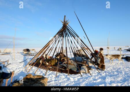 Nenets Herders Building Their Tent / Chum In The Tundra, Yar-Sale Stock ...