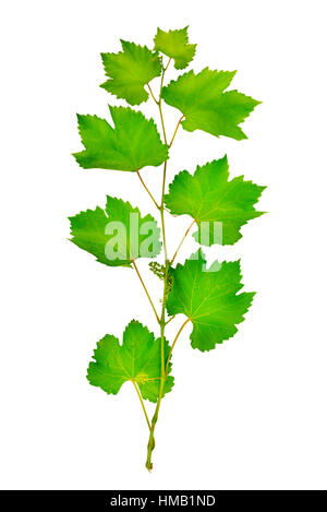 fresh grape leaves isolated on white Stock Photo